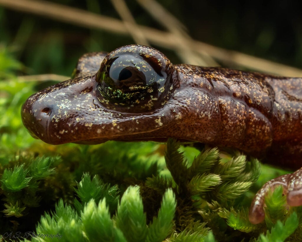 Alex-Staffen-United-States-US-2025-Save-The-Frogs-Photo-Contest-Hydromantes-samweli-1920-best-salamander