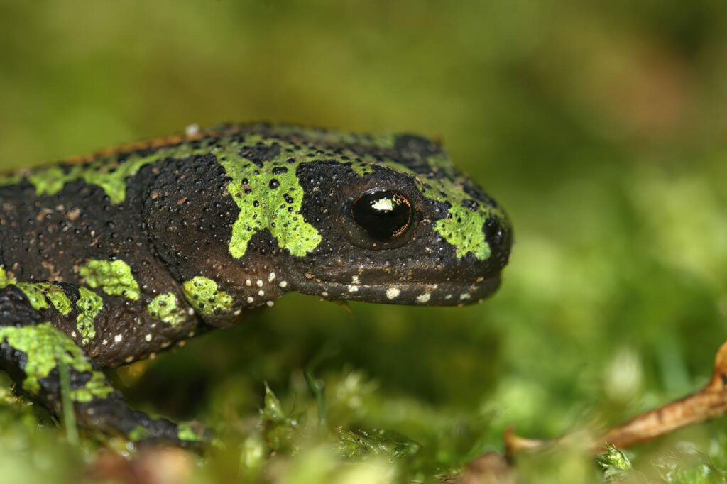 French marbled newt Triturus marmoratus envato