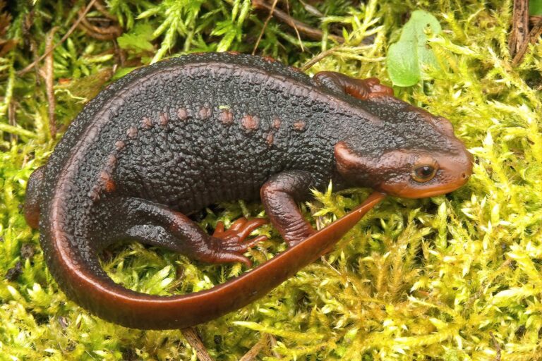 Himalayan newt female Tylototriton verrucosus envato