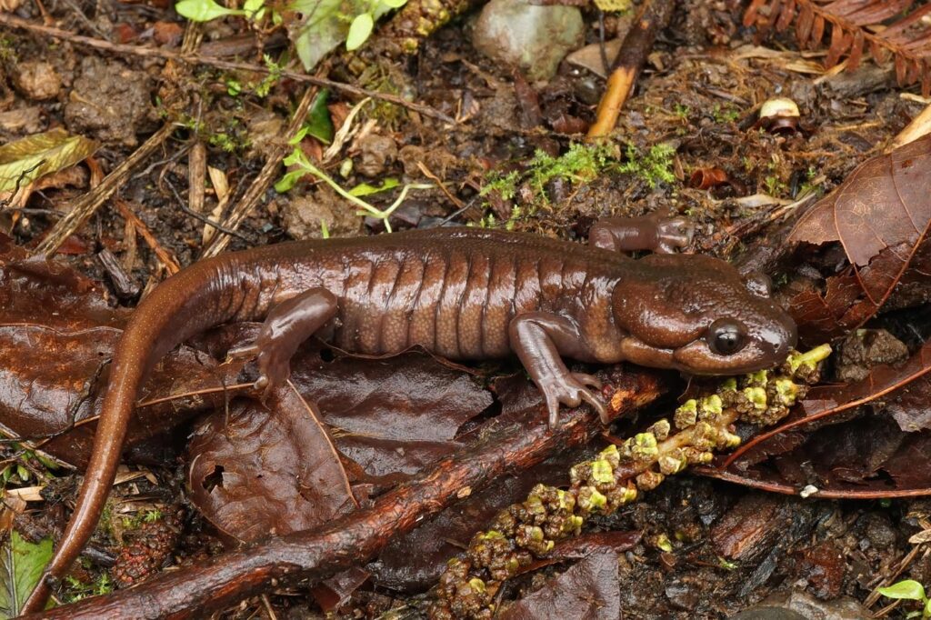 adult, male, brown, terrestrial Northwestern Salamander Ambystoma gracile envato