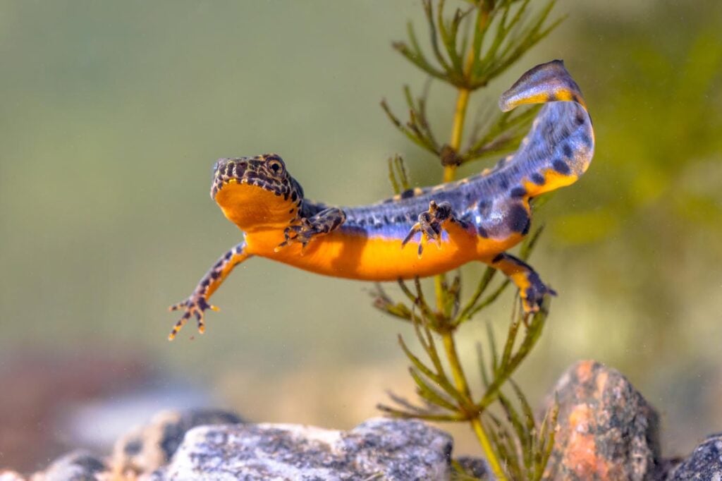 alpine-newt-aquatic-animal-swimming-in-freshwater-envato