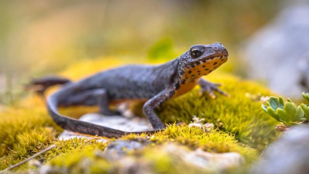 alpine-newt-side-view-on-moss-and-rocks-envato