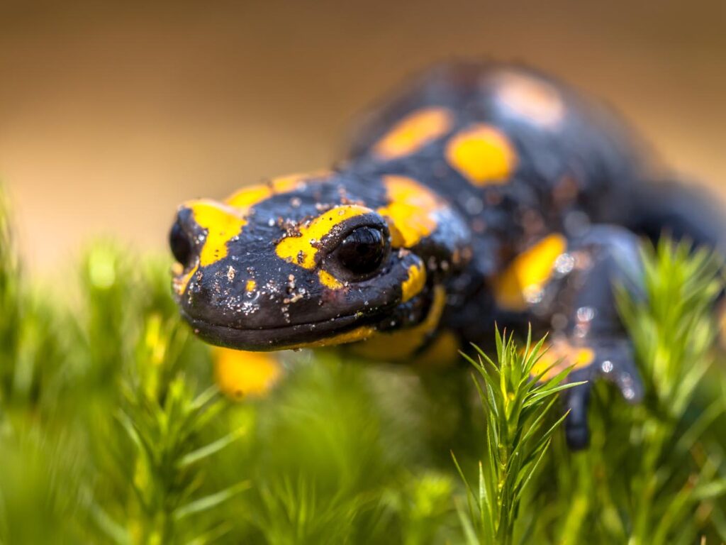 close-up-of-fire-salamander-newt-in-its-natural-habitat-envato