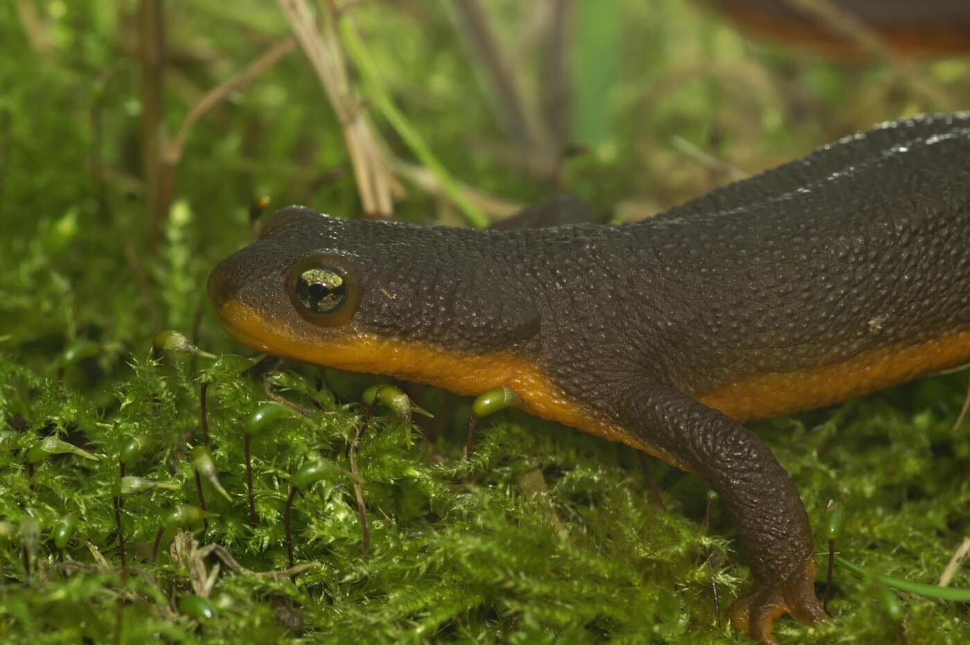 female Rough-Skinned Newt Taricha granulosa envato