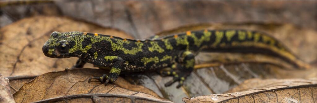 marbled-newt-on-an-autumn-leaf-triturus-marmoratus-salamanders-envato
