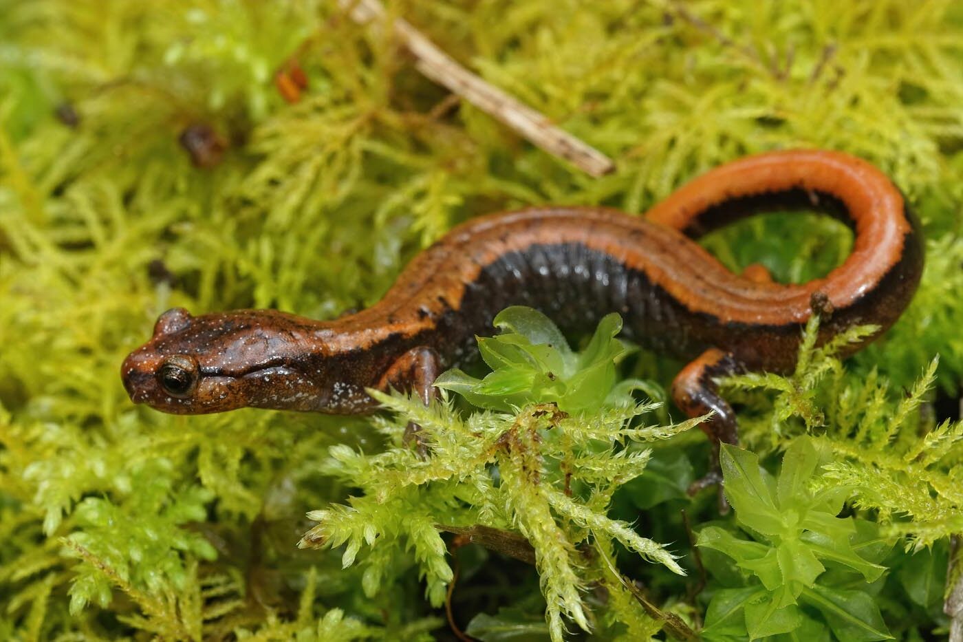 orange-western-redback-salamander-plethodon-vehiculum-envato