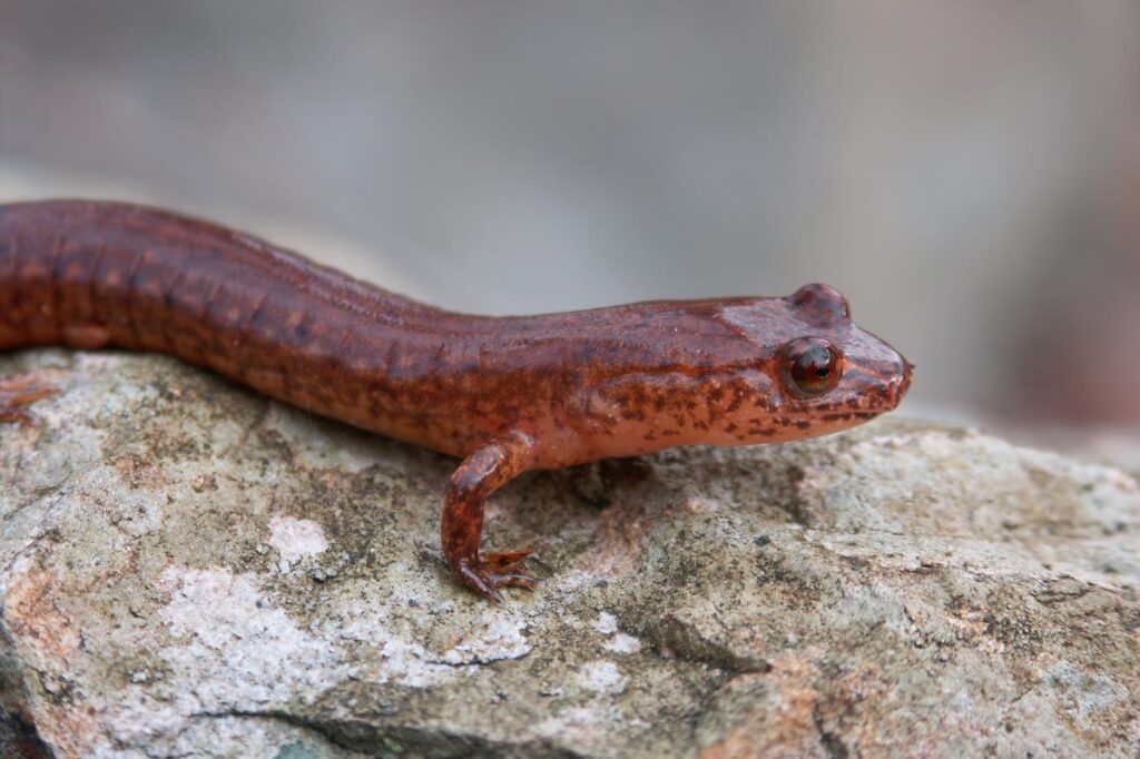 spring salamander Gyrinophilus porhyriticus envato