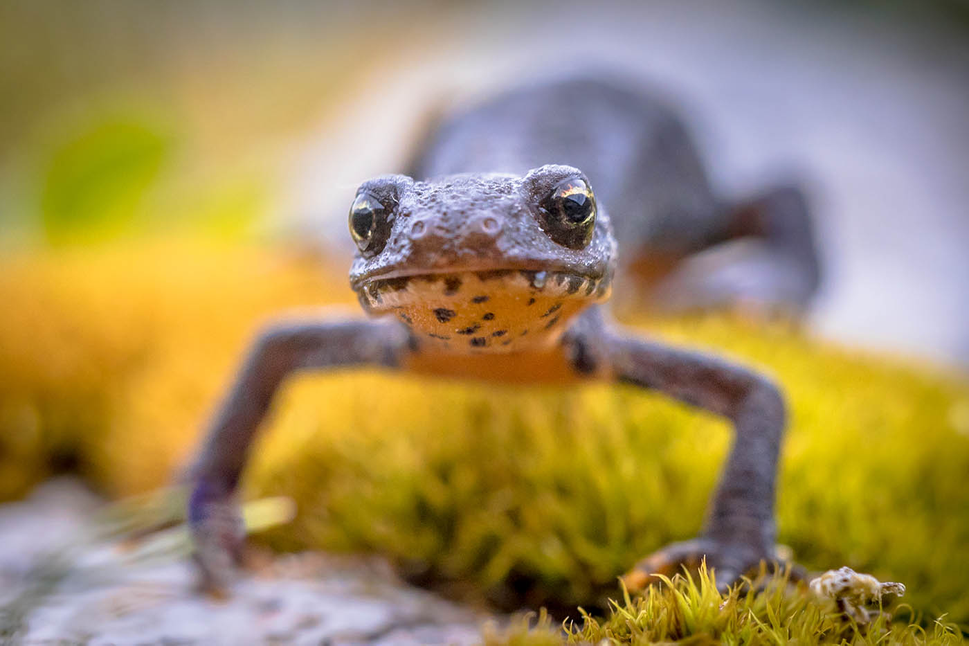 alpine-newt-frontal-on-moss-and-rocks-envato-1400