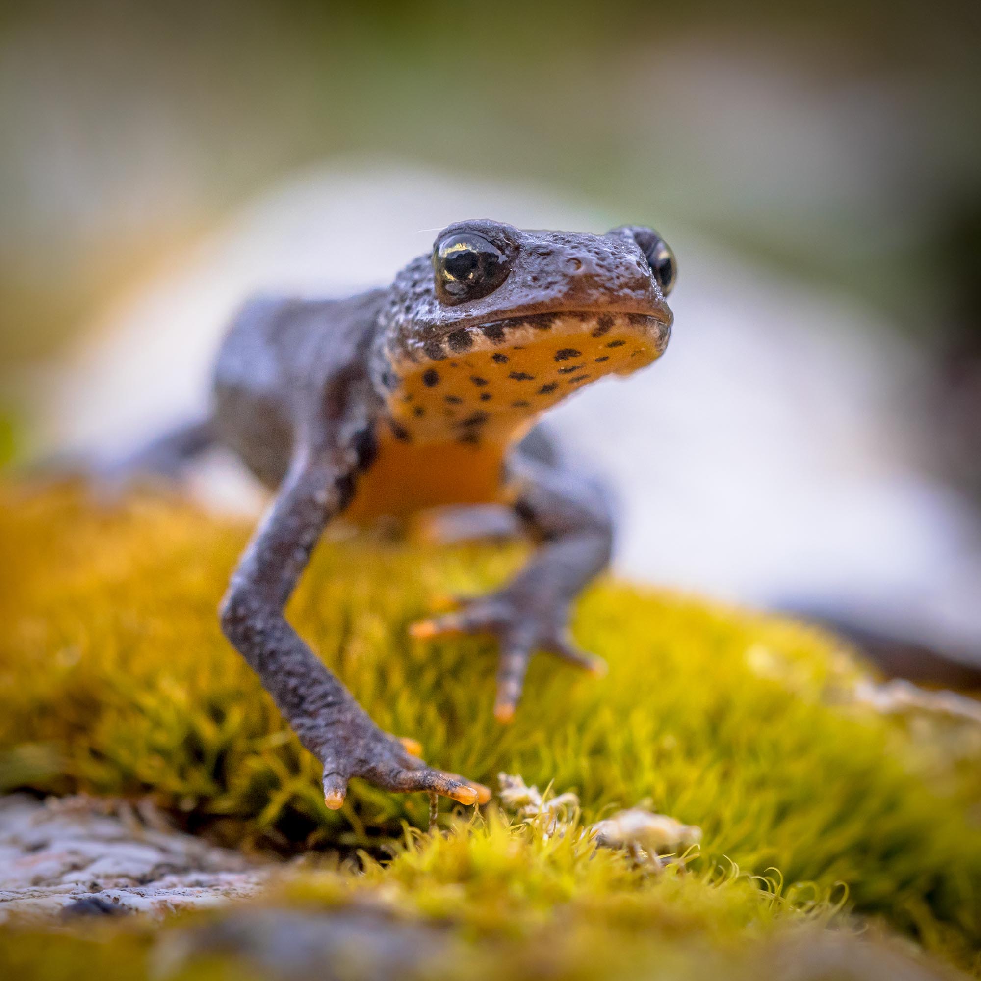 Alpine Newt