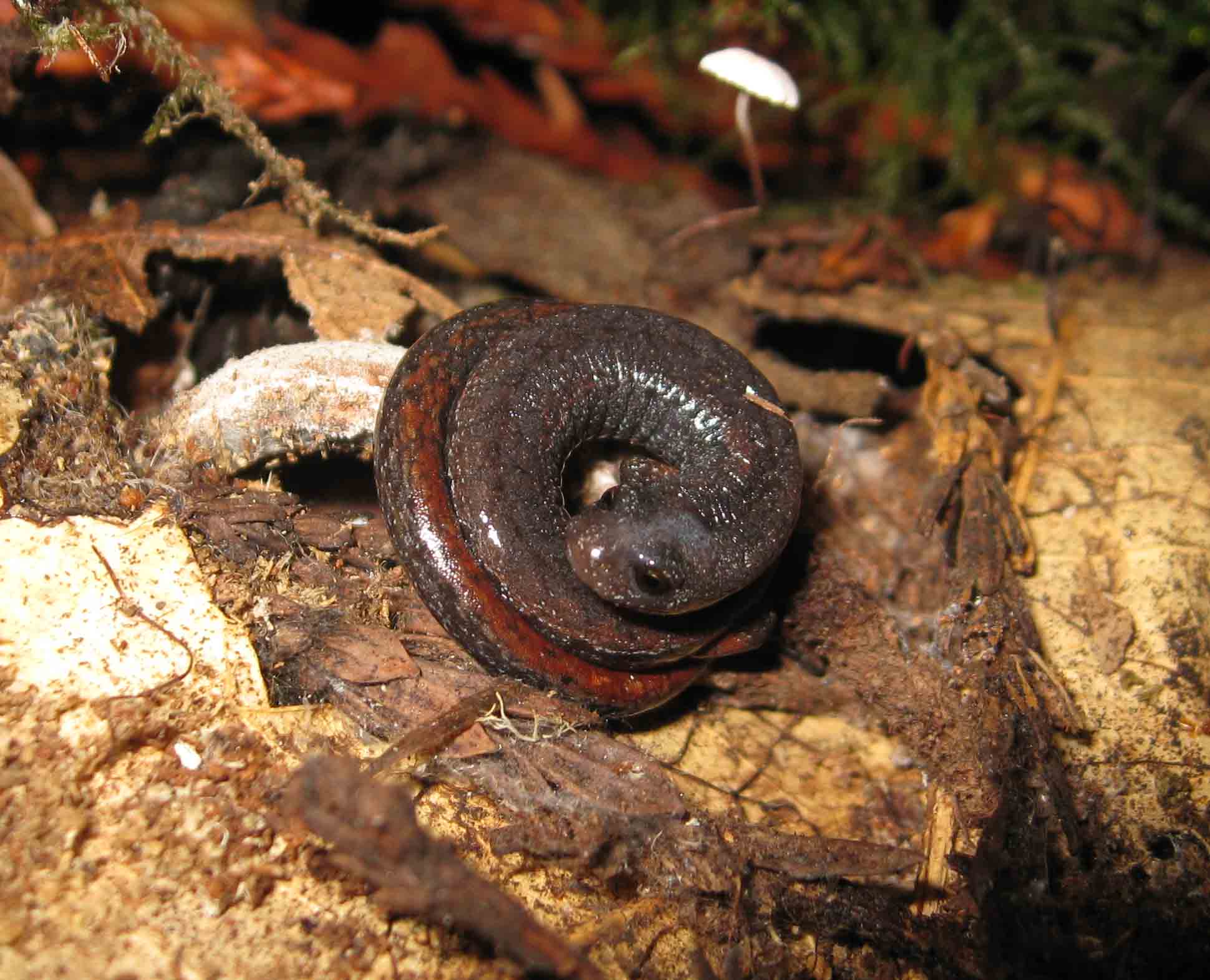 Batrachoseps attenuatus photo by SAVE THE FROGS! Founder Dr. Kerry Kriger
