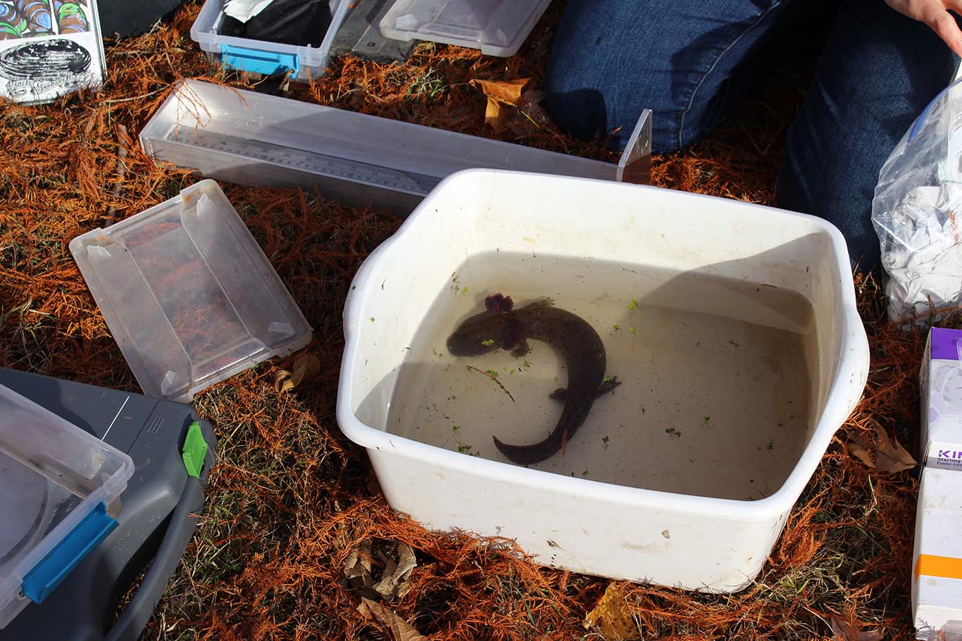 Dolores sanchez mudpuppy