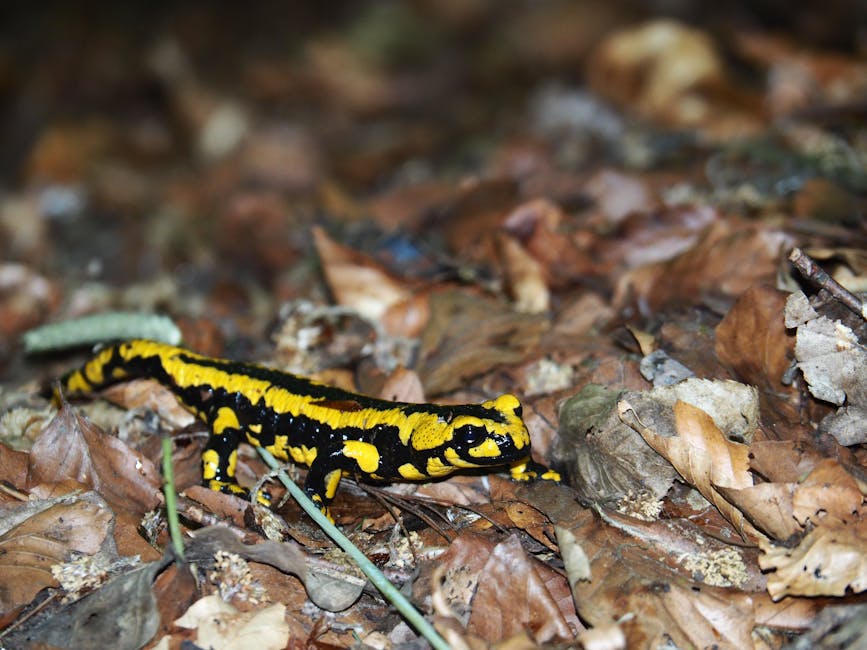 A vibrant fire salamander with bold yellow and black markings resting on a mossy rock in a lush green forest