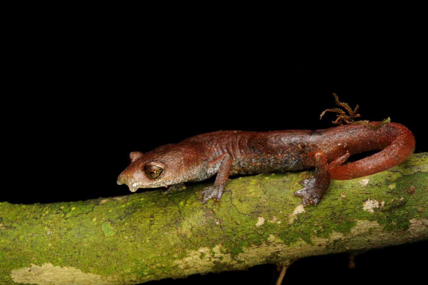 Salamandra de cuetzalan aquiloeurycea quetzalanensis jose alfredo hernandez diaz salamander mexico