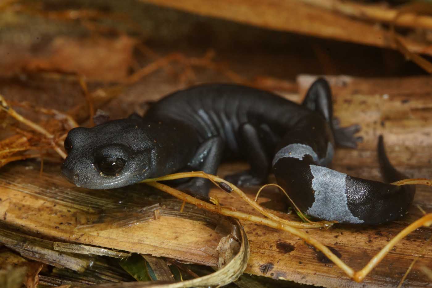 Salamandra negra aquiloeurycea sp mexico salamander jose alfredo hernandez diaz