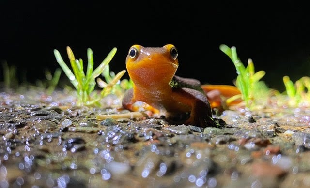 Shelby erickson california newt taricha toros chileno valley newt brigade