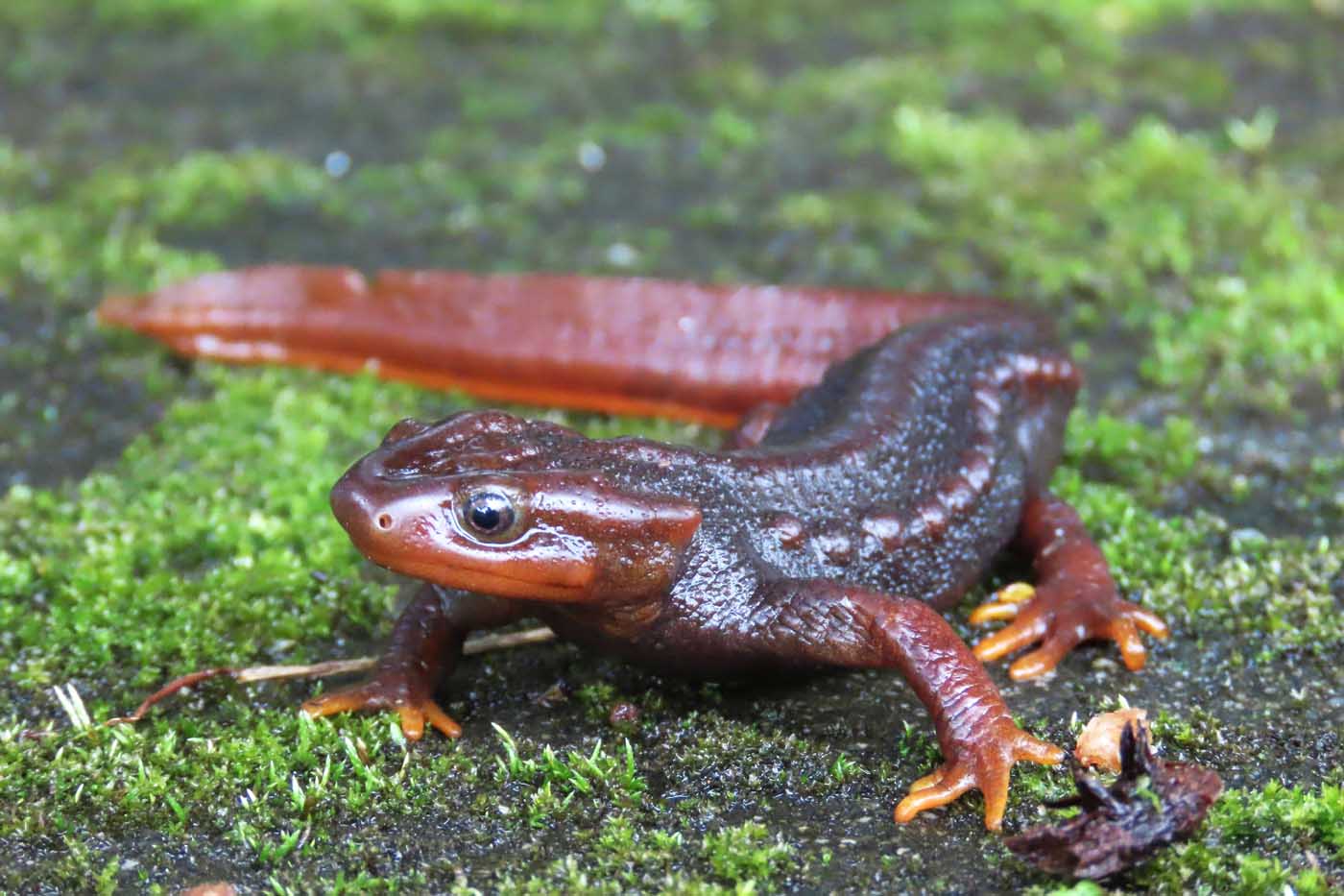 World salamander day himalayan salamander - Barkha Subba