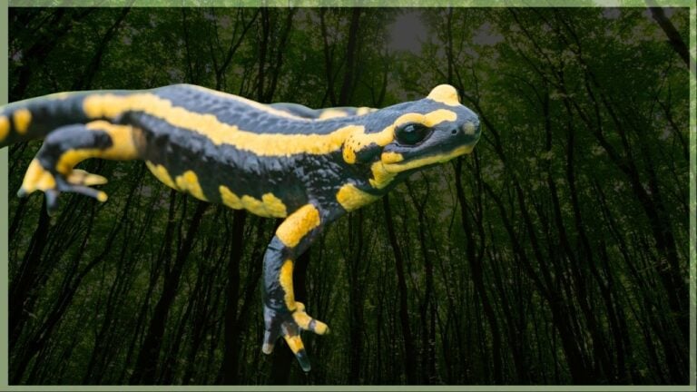 World Salamander Day