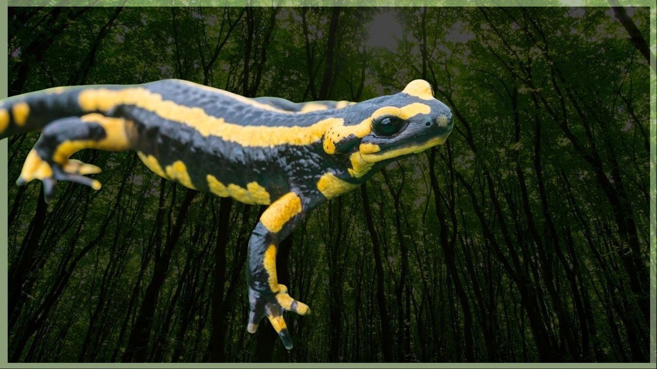 World Salamander Day