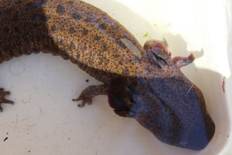 dolores sanchez mudpuppy necturus maculosus 1